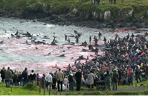 Stop the Senseless Slaughter of Calderon Dolphins « michaeldsellers.